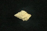白結螺藏品圖，第2張